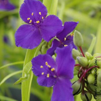 tradescantia andersoniana plantselect