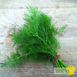 um101 ts aneth bouquet dill 01
