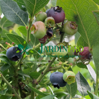 vaccinium corymbosum northblue jardinpro