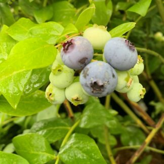 vaccinium corymbosum northland jardinpro