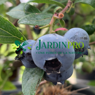 vaccinum corymbosum patriot jardinpro