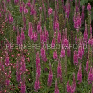 veronica spicata red fox abbotsford