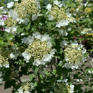 viburnum trilobum jardinpro 2