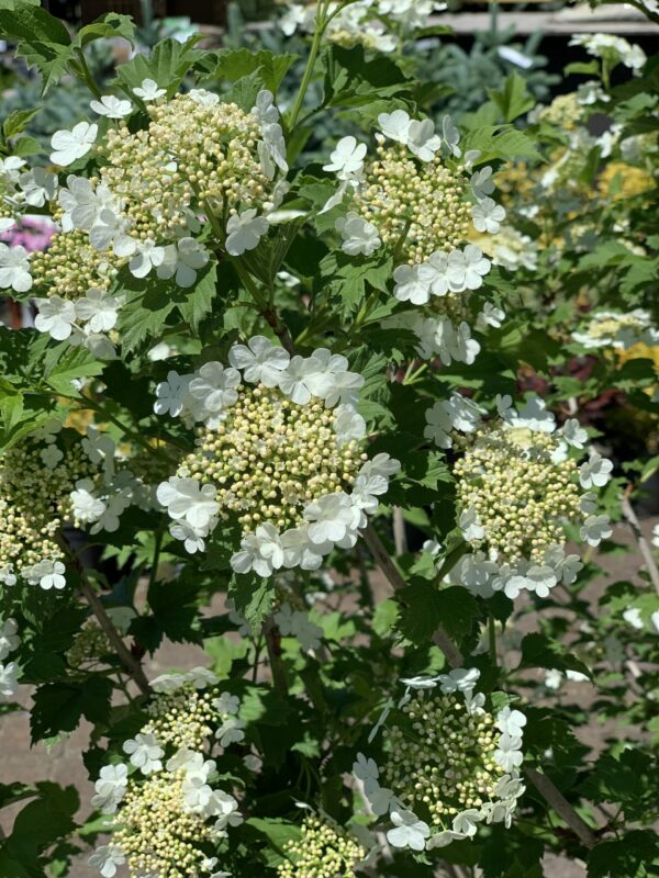 viburnum trilobum jardinpro 2