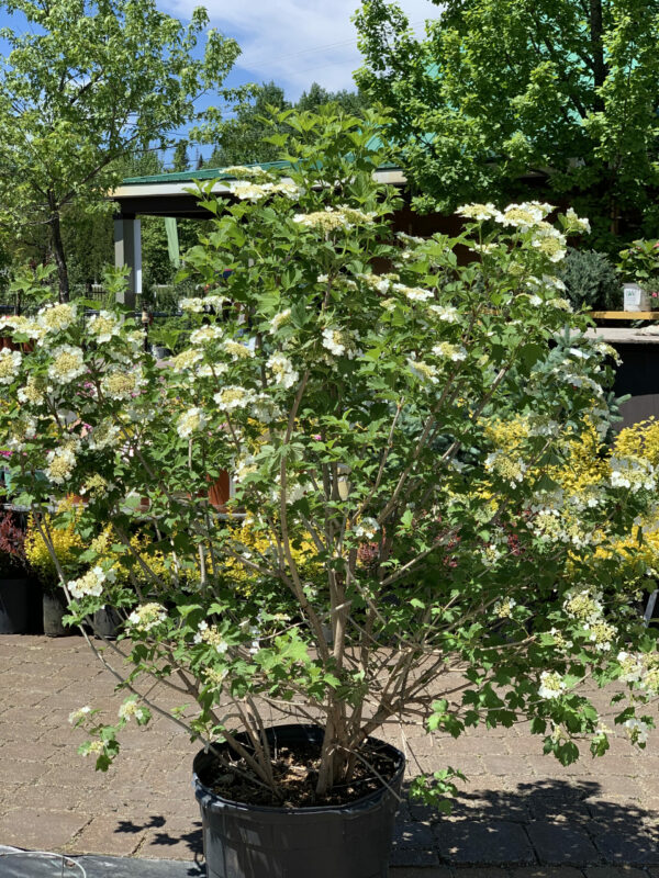 viburnum trilobum jardinpro 4