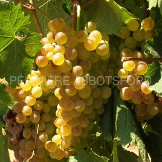 vitis prairie star abbotsford