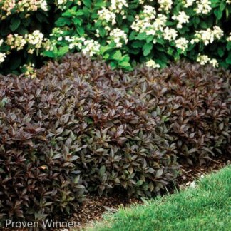 weigela florida midnight wine proven winners