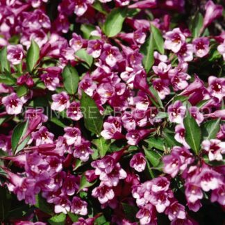 weigela florida minuet