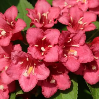 weigela florida pixabay