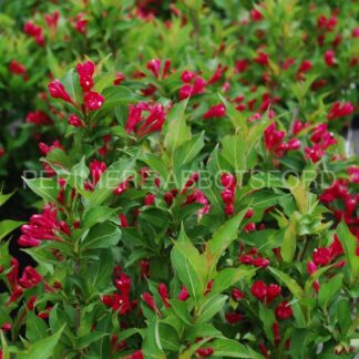 weigela florida red prince