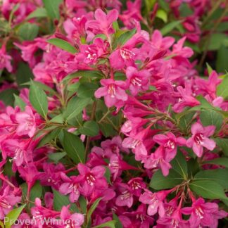 weigela florida sonic bloom pink proven winners