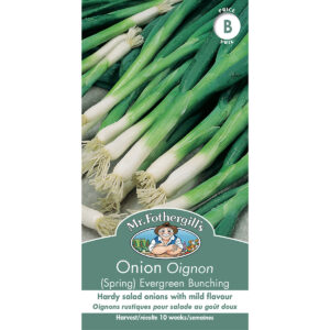 18377 onion spring evergreen bunching