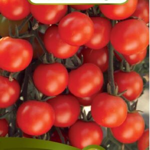 69 9264 tomate cerise