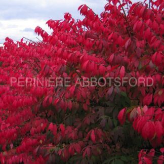 euonymus alatus compactus abbotsford