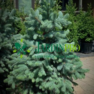 picea pungens glauca baby bleu