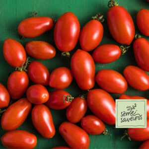 seme saveurs tomate cerise little napoli