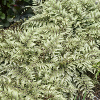 athyrium niponicum godzilla waltersgardens