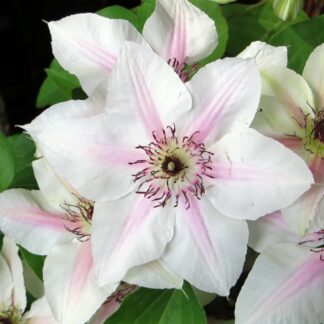 clematis john paul ii pixabay