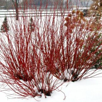 cornus stolonifera arctic fire red provenwinners