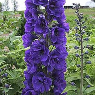 delphinium dark blue dark bee plantselect