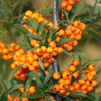 hippophae rhamnoides pixabay