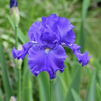 iris germanica blue suede shoes pixabay