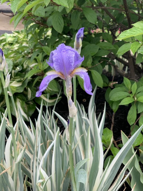 iris pallida argentea variegata jardinpro 1