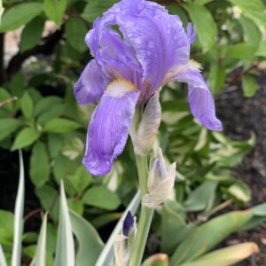 iris pallida argentea variegata jardinpro 2