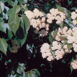 viburnum lentago