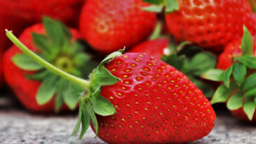 fraise fruit potager jardin pro
