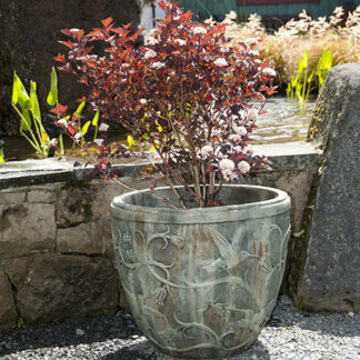 hummingbird pot castart