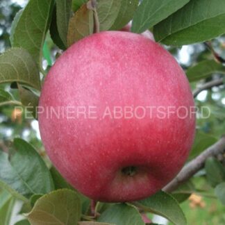 malus domestica belmac abbotsford