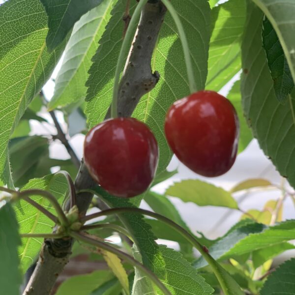 prunus cerasus montmorency jardinpro