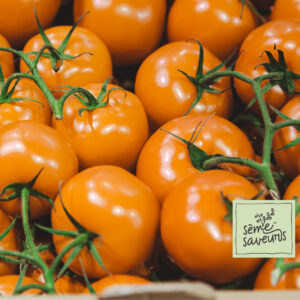 seme saveurs tomate orange jubilee