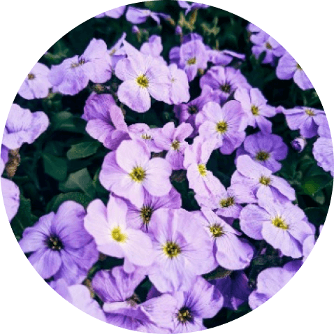 rounded violet flowers