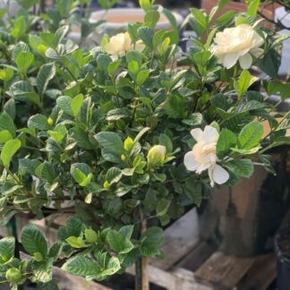 gardenia jasminoides