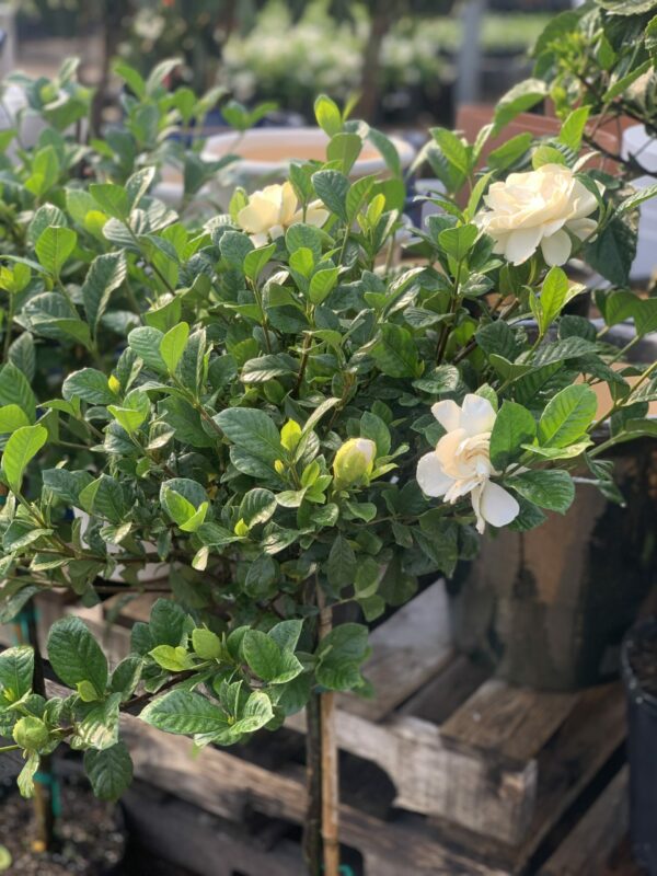 gardenia jasminoides