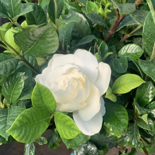 gardenia jasminoides2