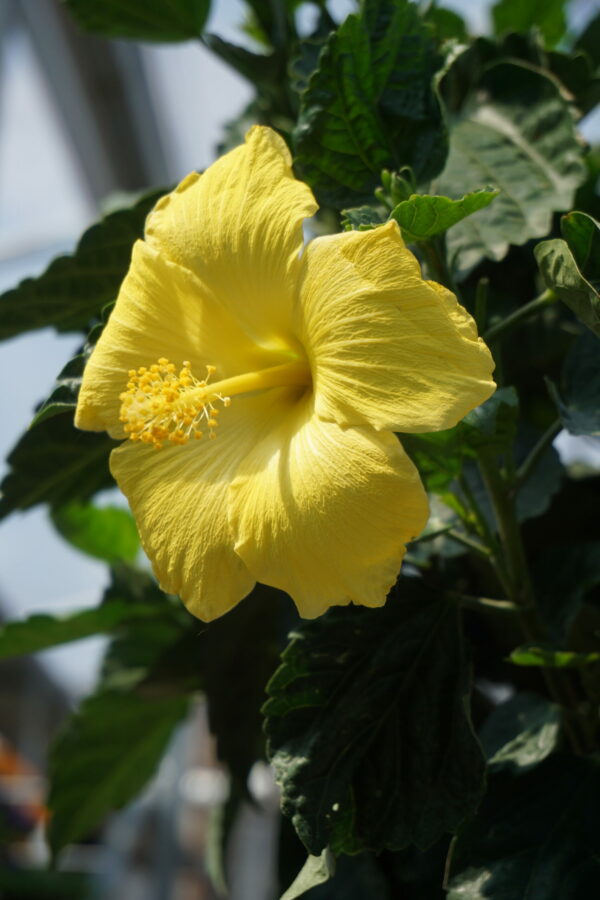 hibiscus sur tige 1