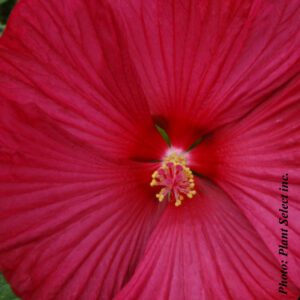 hibiscus luna red plantselect