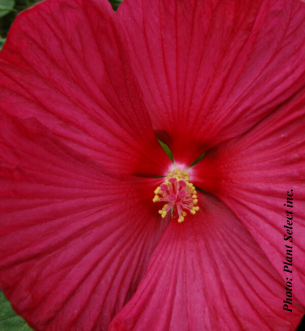 hibiscus luna red plantselect