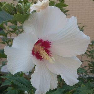 hibiscus mocheutos luna white wikicommons