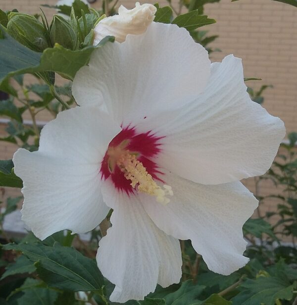 hibiscus mocheutos luna white wikicommons