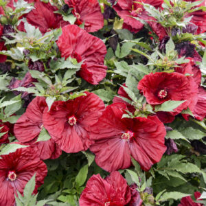 hibiscus summerific blackberry merlot rouge walters gardens