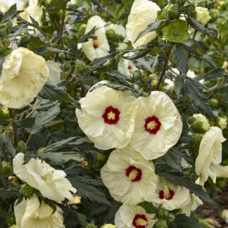 hibiscus summerific french vanilla proven winners