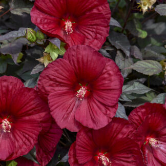 hibiscus summerific holy grail proven winners