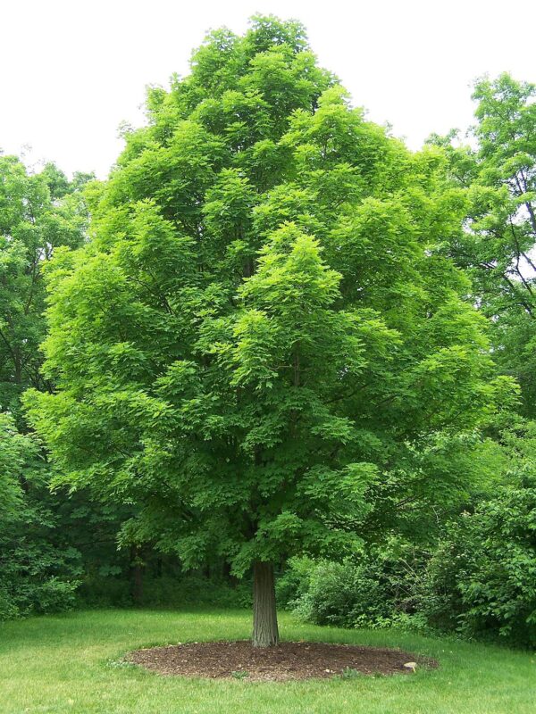 Acer Saccharum