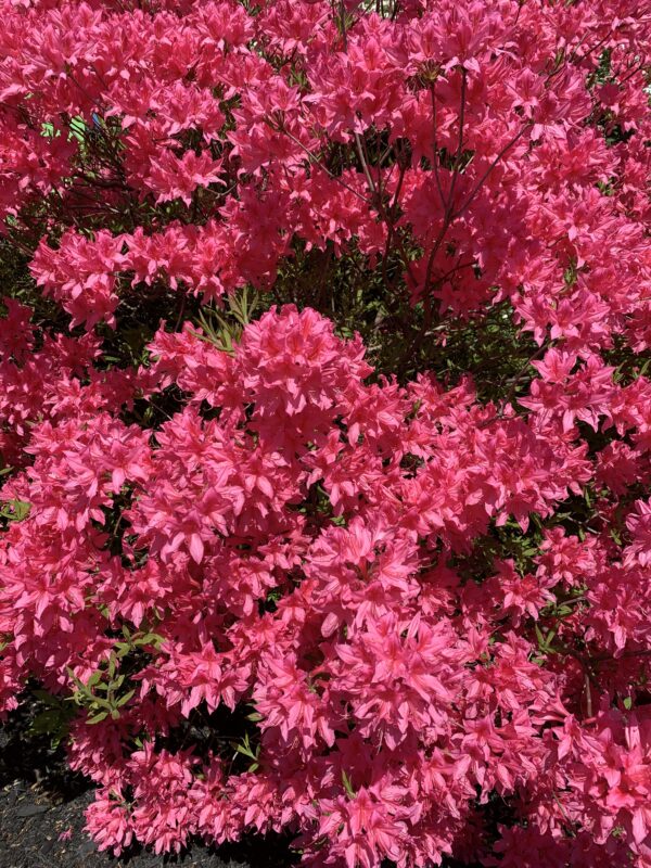 Azali Roses Azalea Rosy Lights