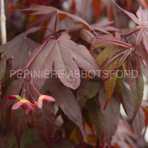 Acer Palmatum Bloodgood