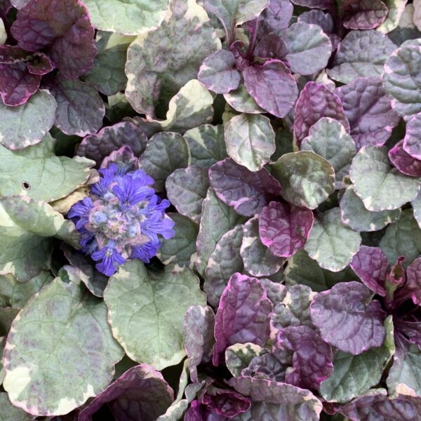 Ajuga Reptans Burgundy Glow – Image 2